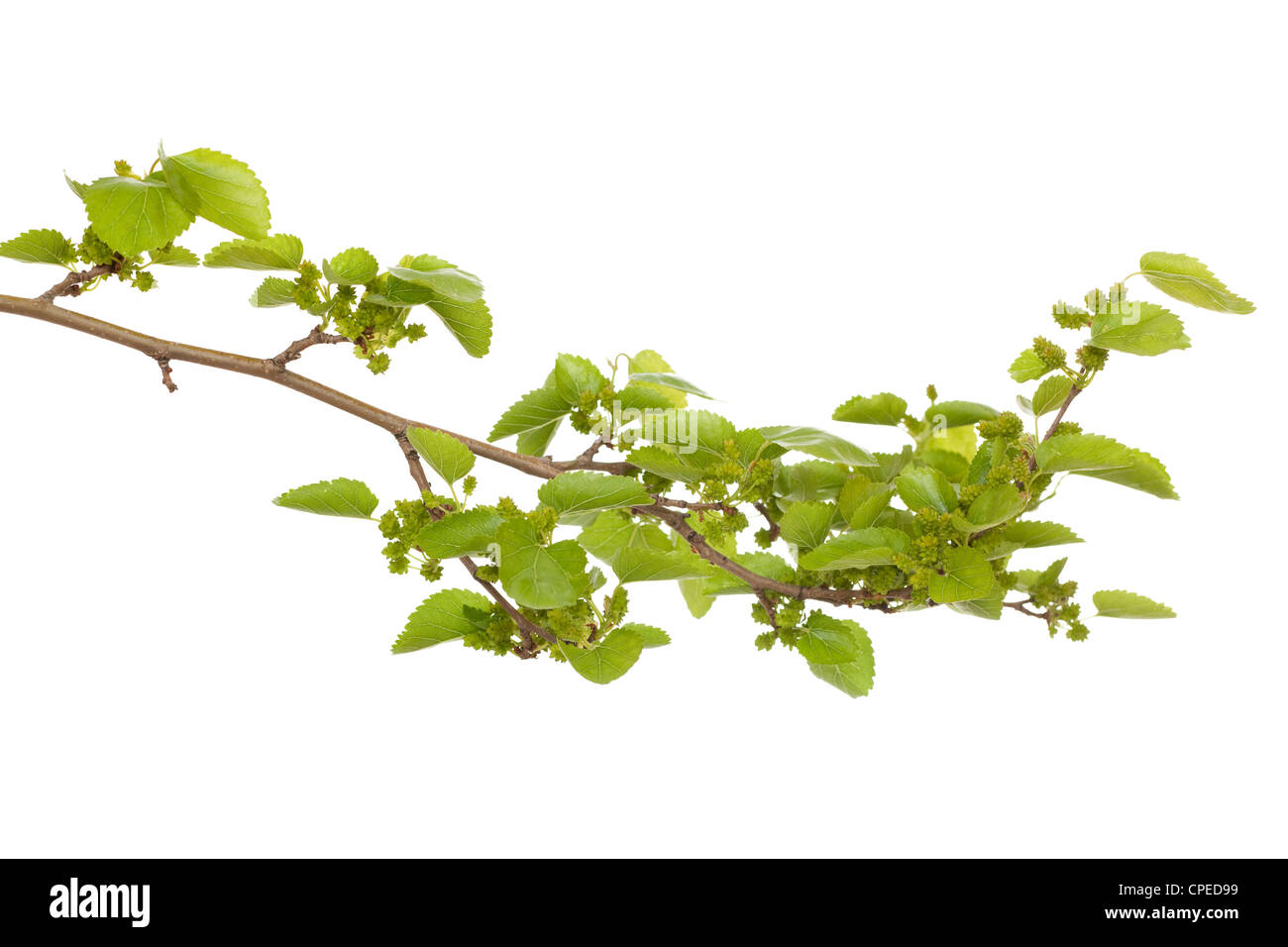 Zweig des Maulbeerbaums mit unreifen Früchten Stockfoto