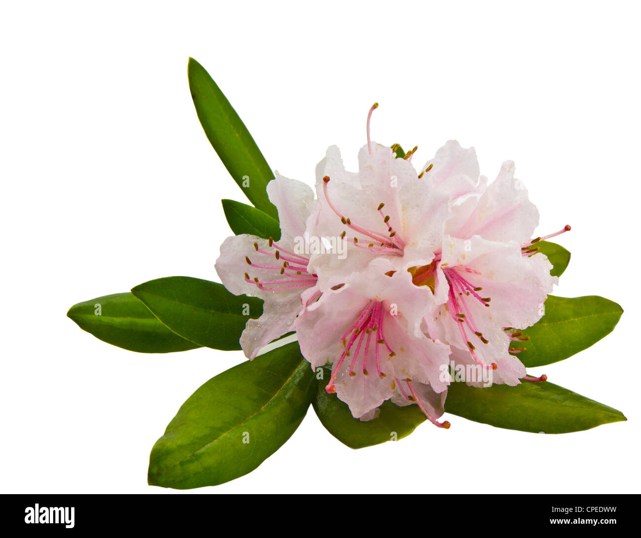 Details der knospe des rhododendrons Stockfotos und bilder Kaufen Alamy