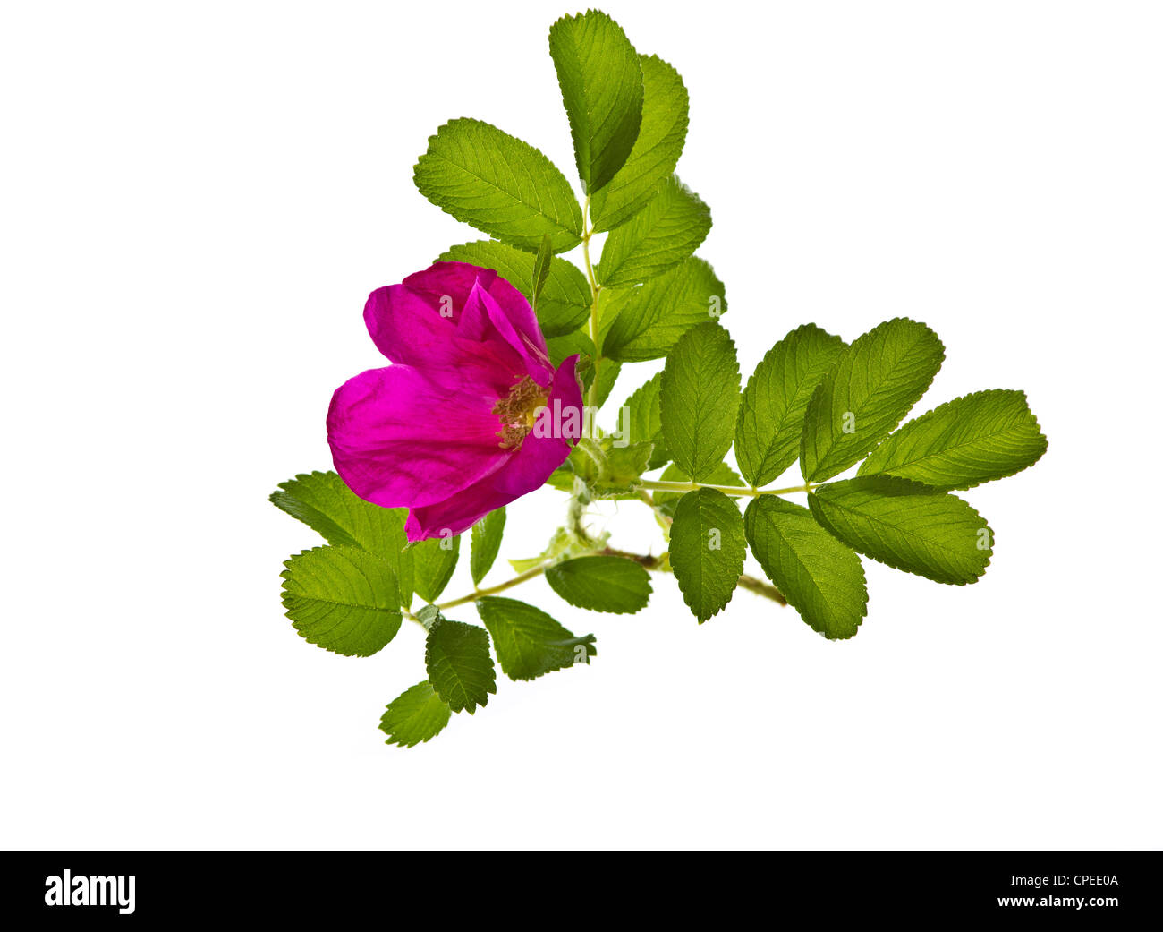 Perfekte Rose in voller Blüte auf weißem Hintergrund Stockfoto