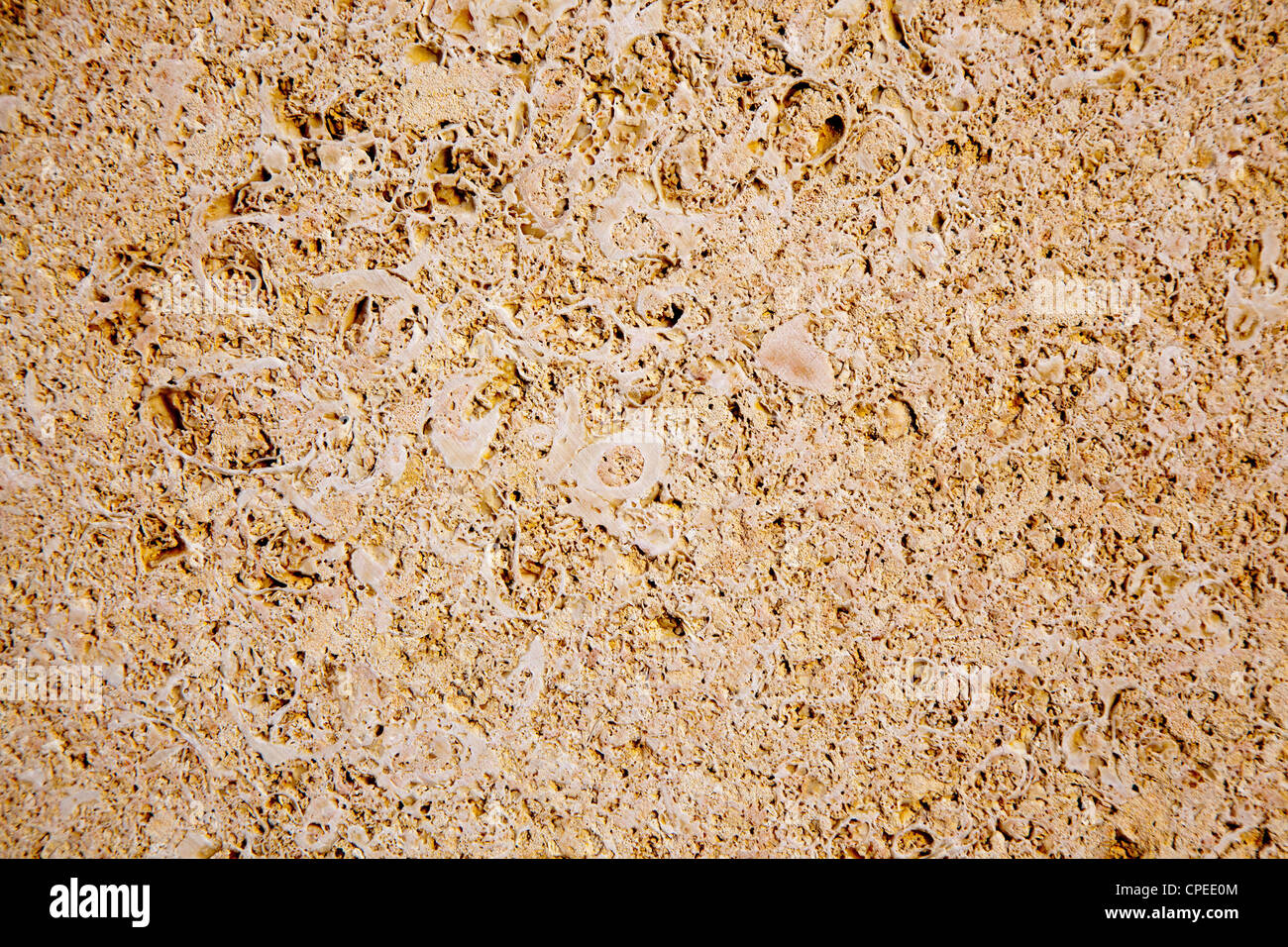 Kalkstein Sandstein Textur mit tierischen Schalen fossiler Stockfoto