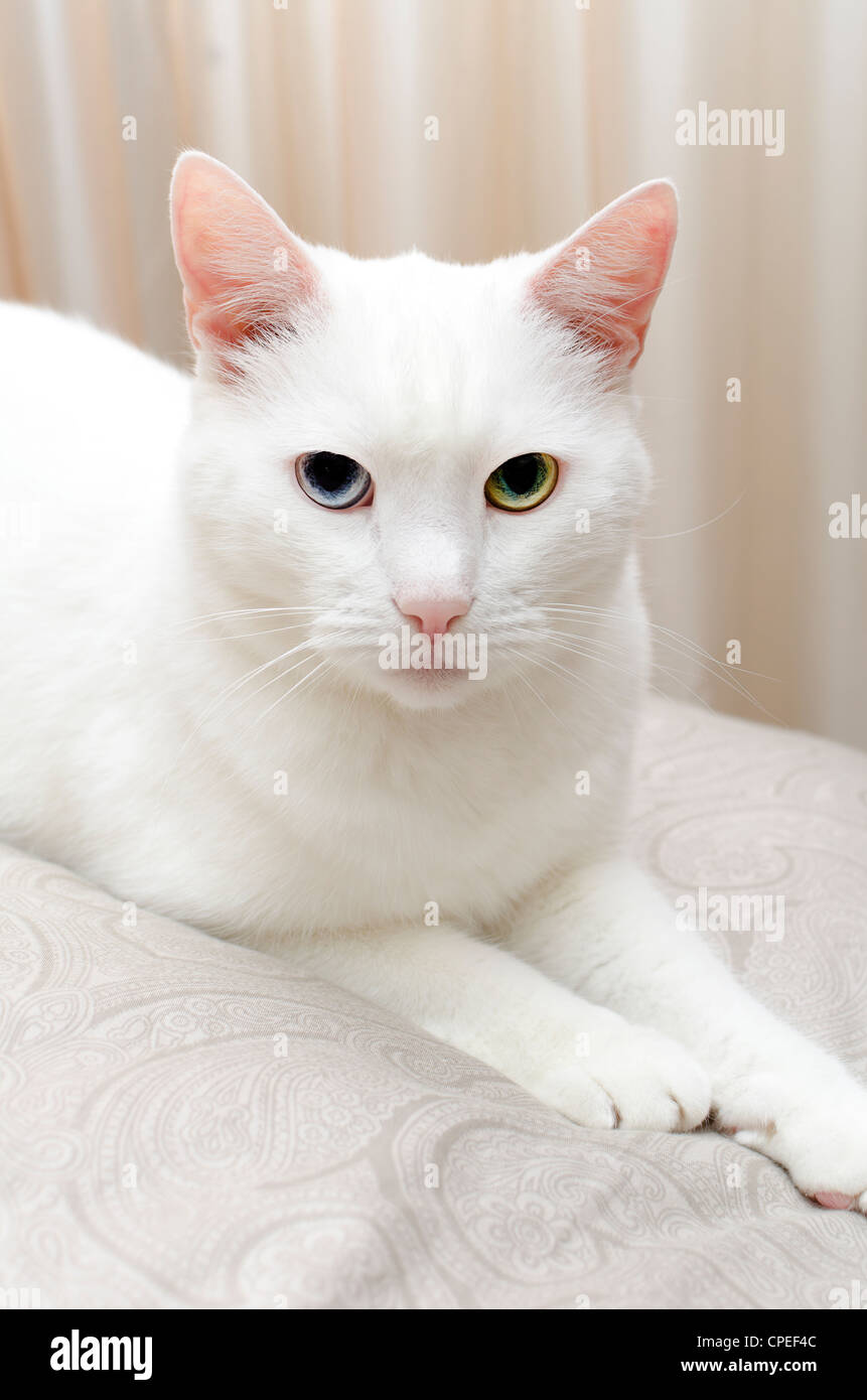 Porträt Von Weiße Katze Mit Anderen Augen Blau Und Grün
