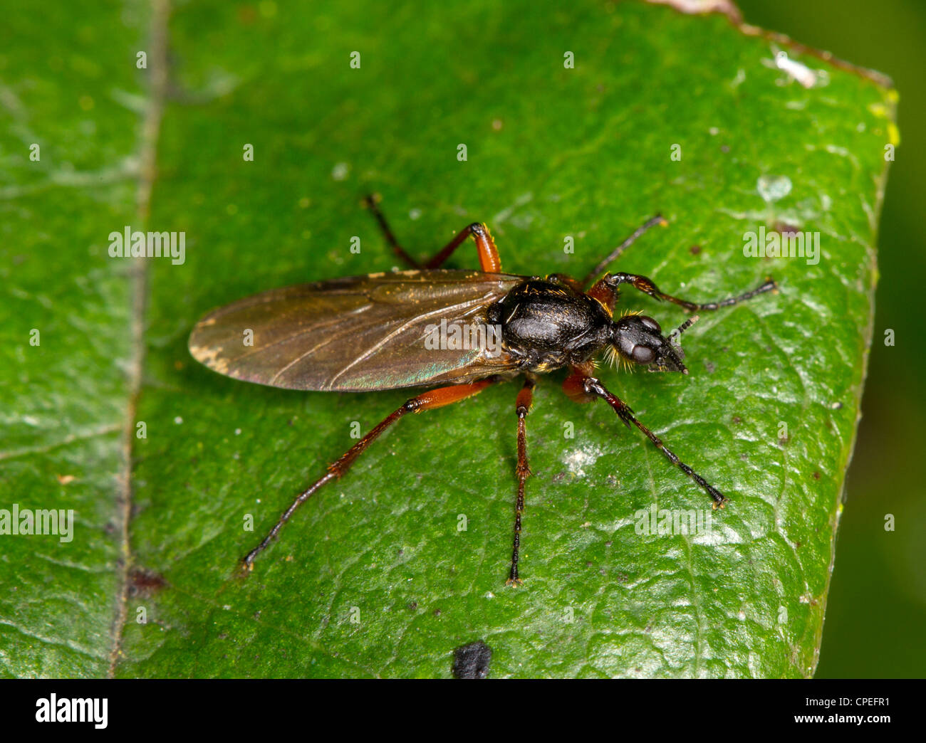 Bibio Johannis oder schwarze Mücke, eine Art von März fliegen.  Dieses ist ein Weibchen. Stockfoto