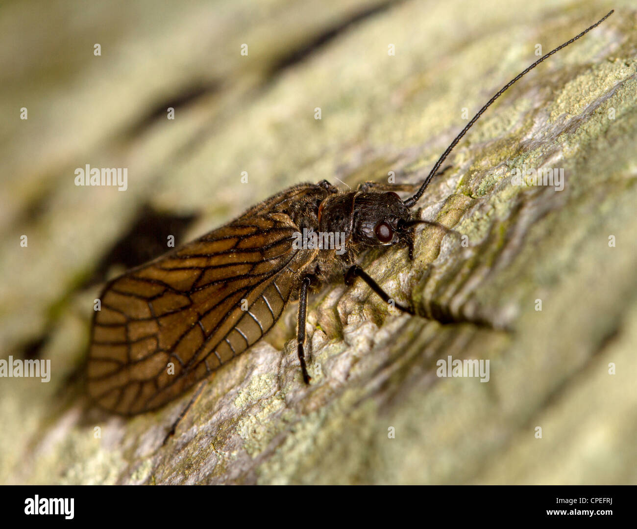 Erle fliegen (Sialis Arten, wahrscheinlich Lutaria) Stockfoto