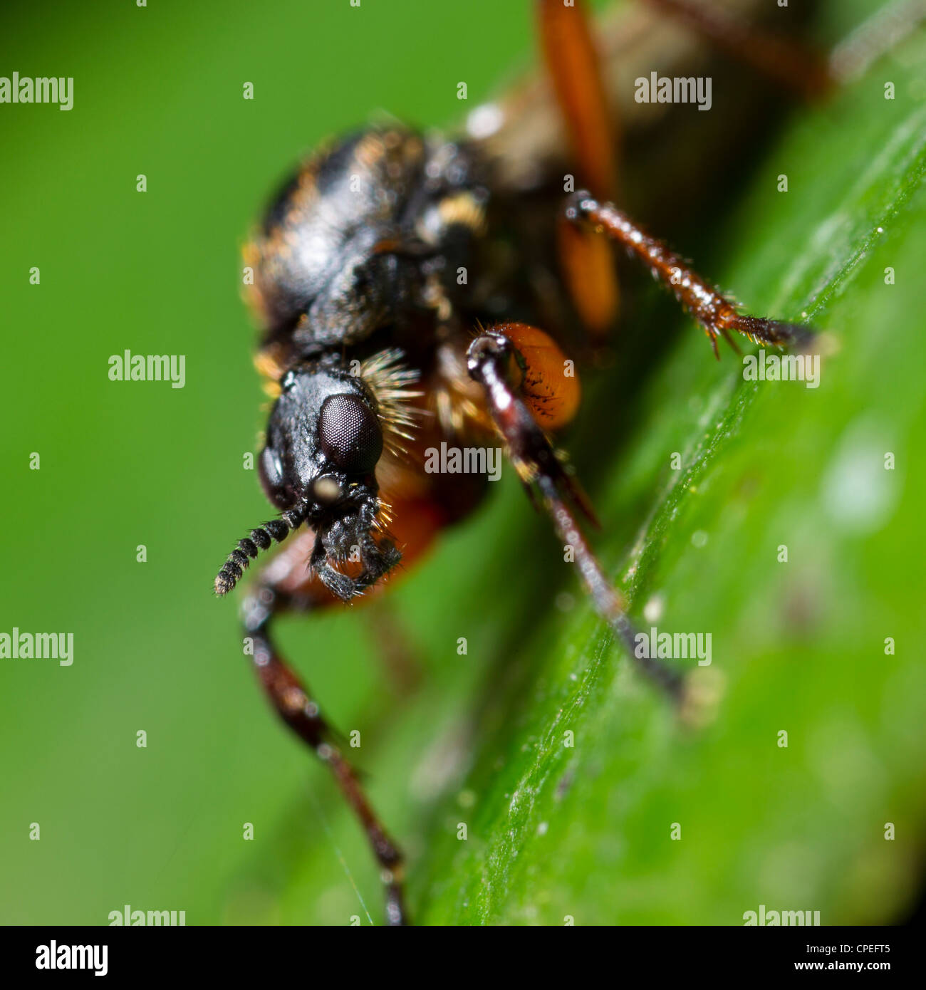 Bibio Johannis oder schwarze Mücke, eine Art von März fliegen.  Dieses ist ein Weibchen. Stockfoto