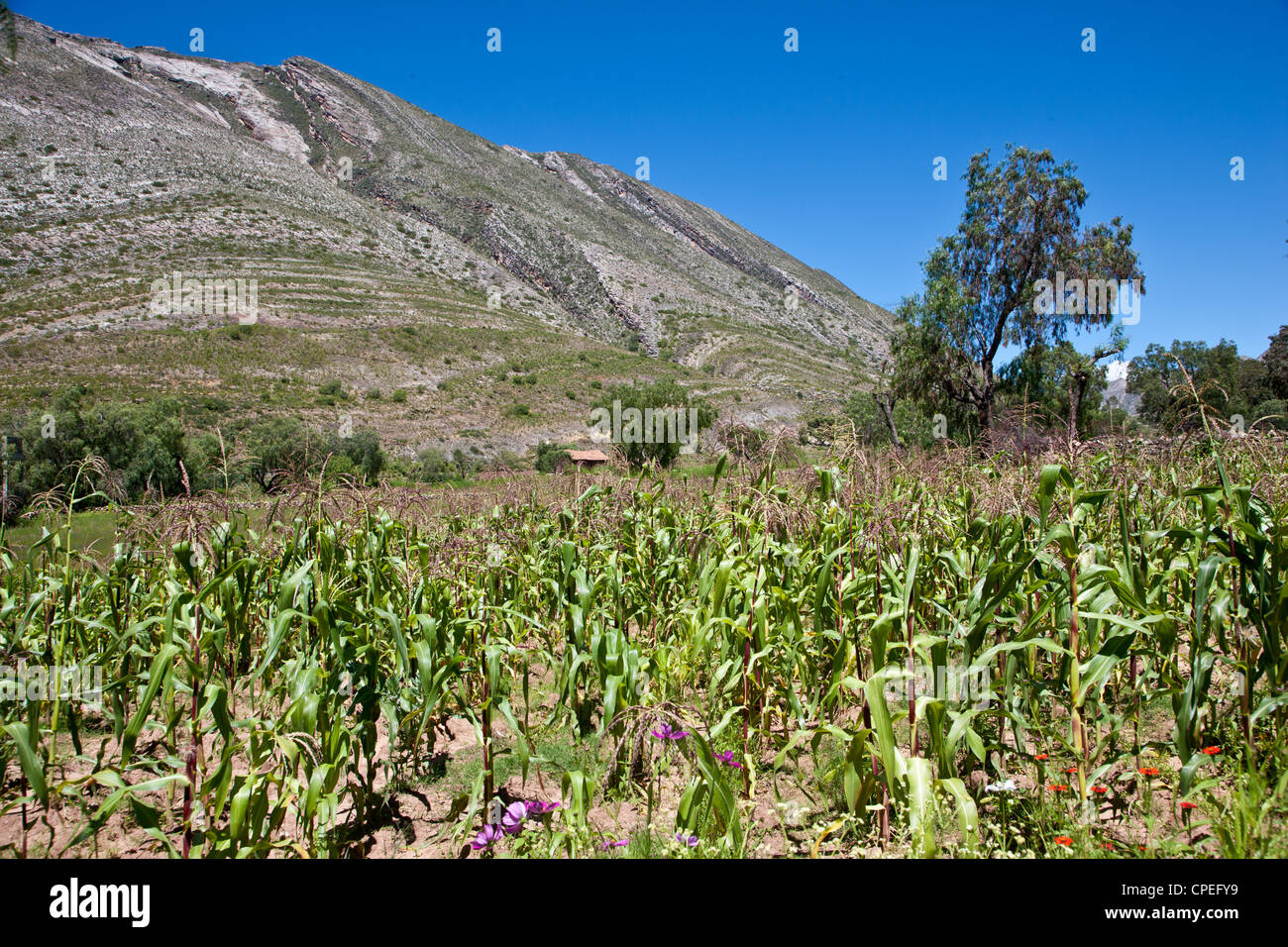 Ein Bereich der Mais wächst am Rande eines Dorfes im Nationalpark Toro Toro in Bolivien. Stockfoto