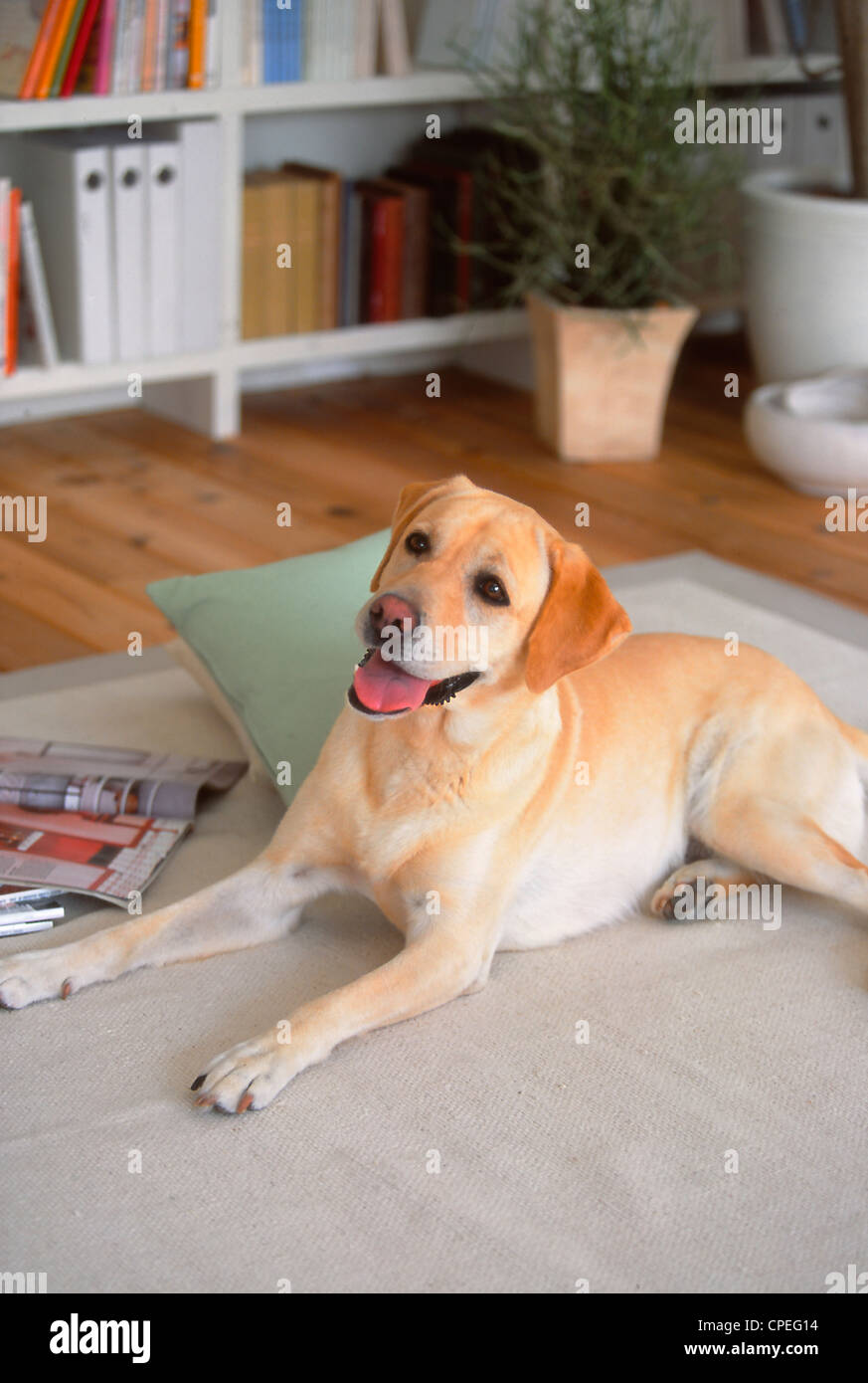 Golden Labrador auf Teppich zu Hause sitzen Stockfoto
