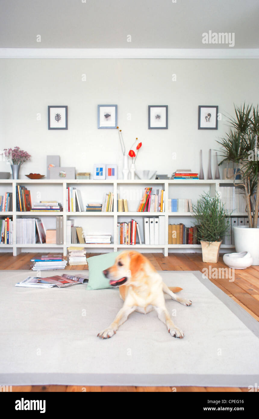 Golden Labrador auf Teppich zu Hause sitzen Stockfoto