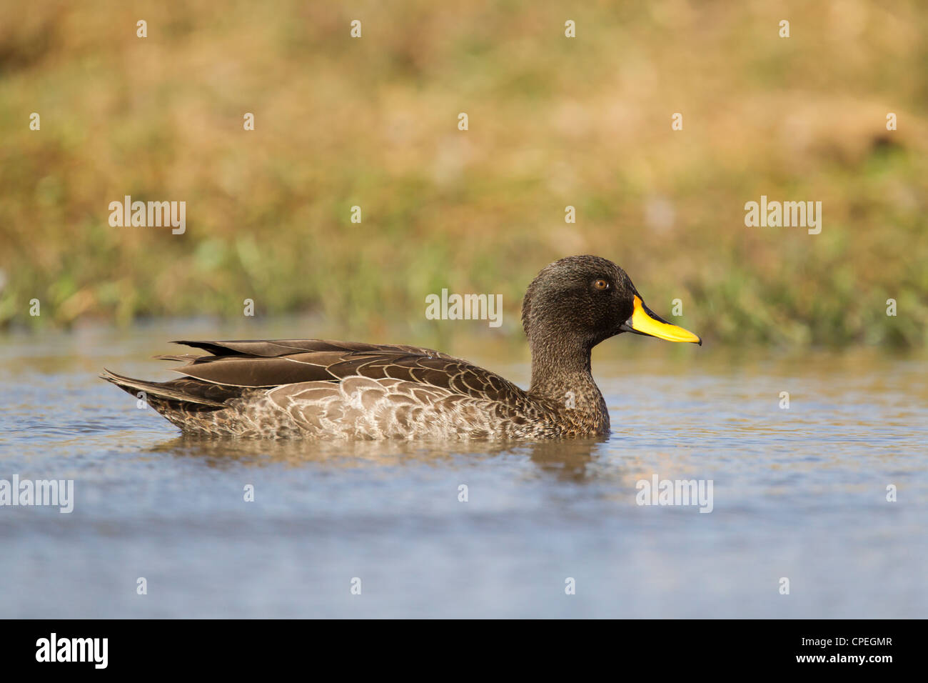 Gelbschnabelente anas undulata undulata erwachsene Stockfotos und