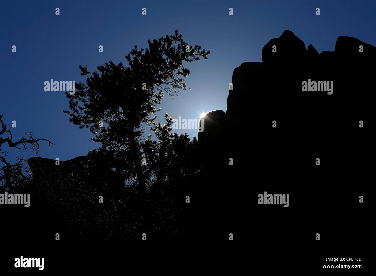 Pinyon Kiefern Silhouette im Joshua Tree National Park Stockfoto