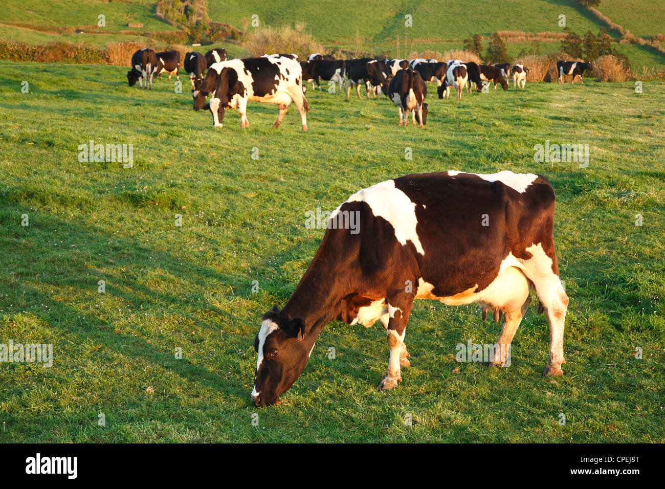 Milchkühe grasen auf einer Weide auf den Azoren. Stockfoto