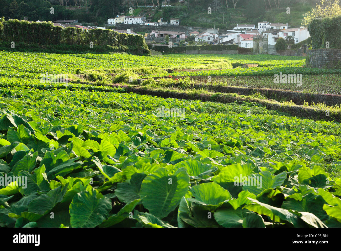 Taro (Colocasia Esculenta)-Plantage im Dorf Furnas. Insel Sao Miguel, Azoren, Portugal. Stockfoto