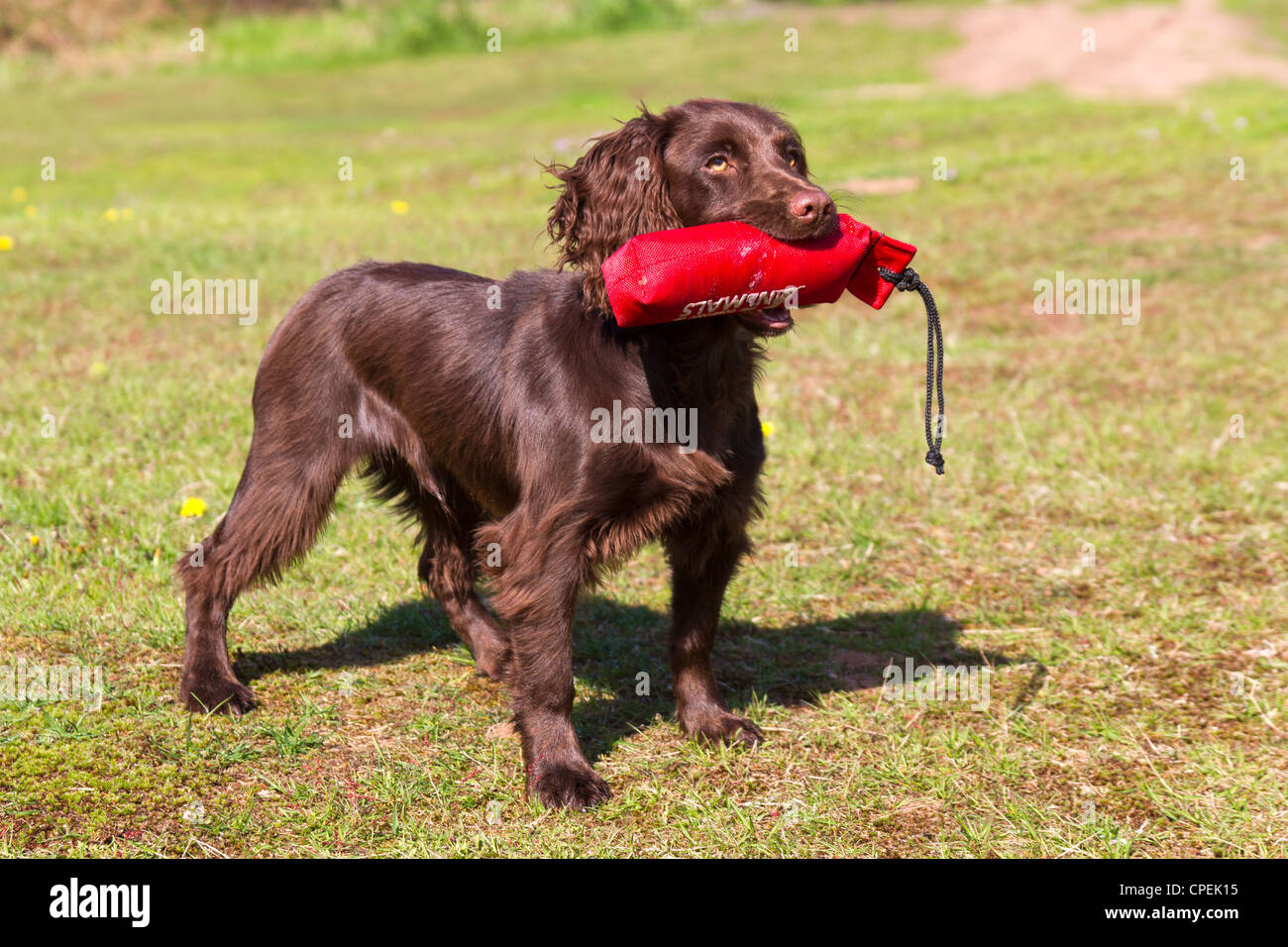 6 Monate alten arbeiten Welpen Cocker Spaniel einige Basic Ausbildung Stockfoto