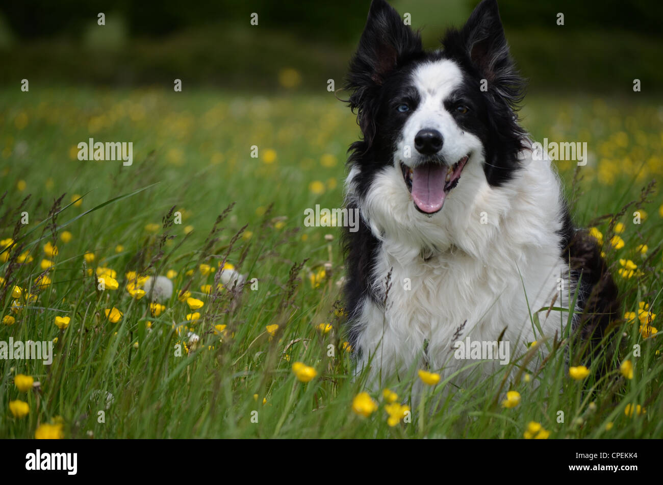 Border-Collie Hund sitzt auf einer wilden Wiese Stockfoto