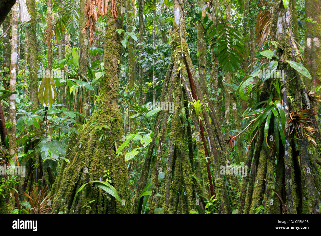 Stelzenläufer Wurzel Palmen (Iriartea Deltoidea) abgedeckt, Moos und Epiphyten im Regenwald Ecuadors Stockfoto