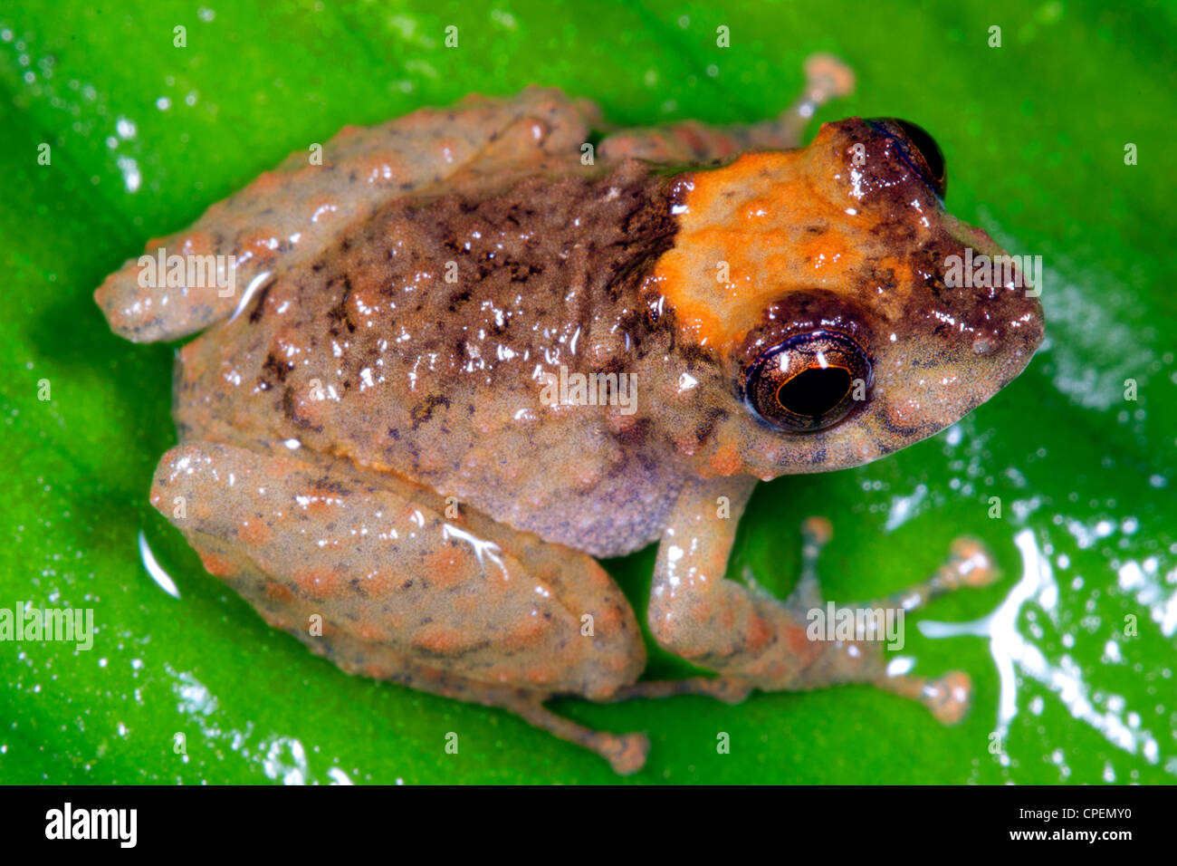 Unbekannte Arten von Regen Frosch (Pristimantis SP.) aus dem ecuadorianischen Amazonas Stockfoto