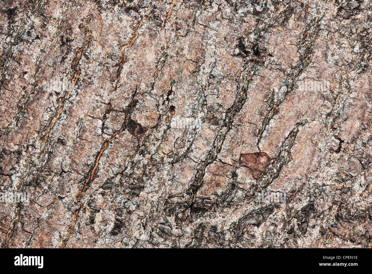 Esche (Fraxixinus Excelsior) Rinde Textur Stockfoto