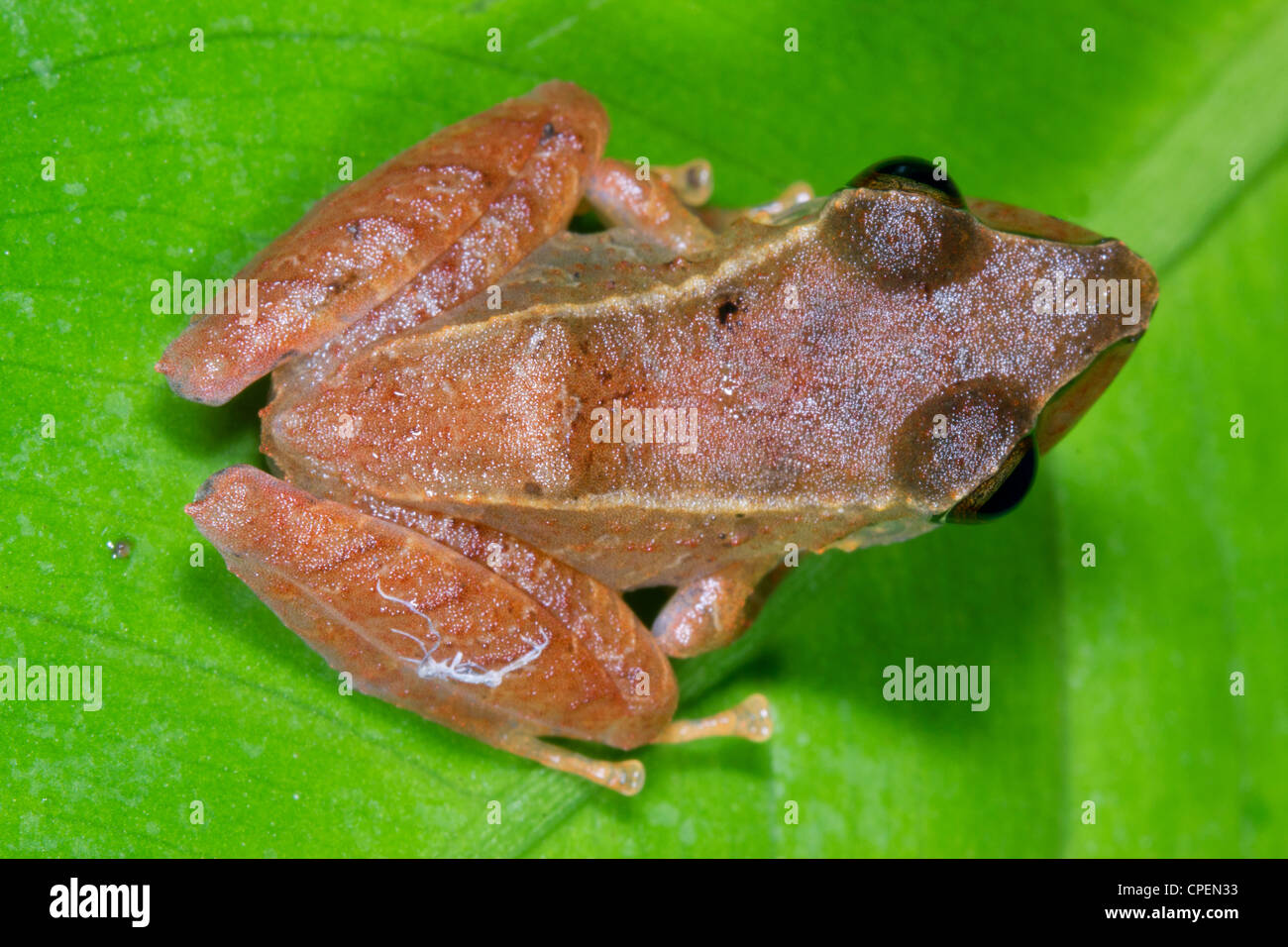 Unbekannte Arten von Regen Frosch (Pristimantis SP.) aus dem ecuadorianischen Amazonas Stockfoto