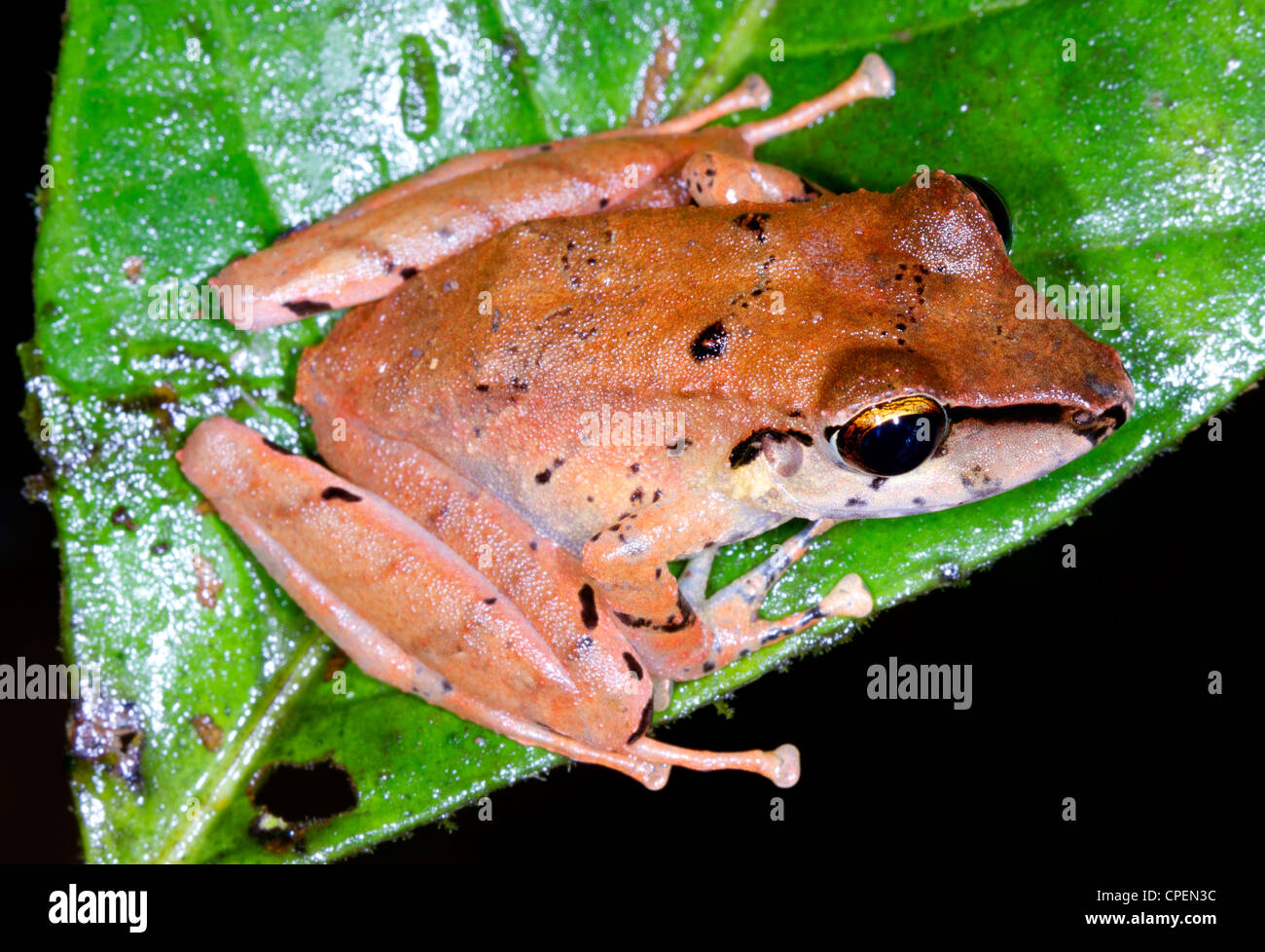 Unbekannte Arten von Regen Frosch (Pristimantis SP.) aus dem ecuadorianischen Amazonas Stockfoto