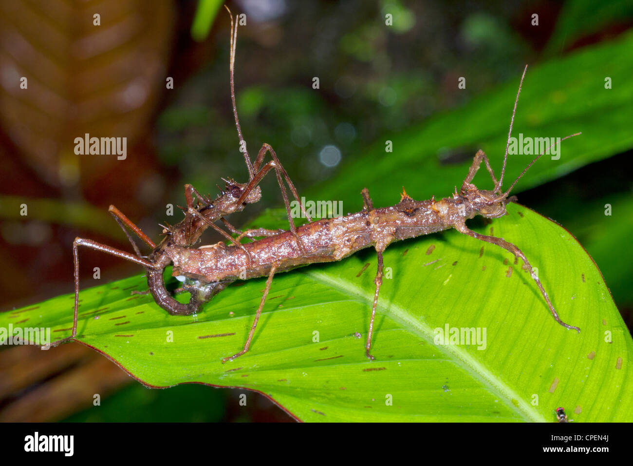 Stabheuschrecken (Acanthoclonia SP.), die Paarung im Regenwald Ecuadors Stockfoto