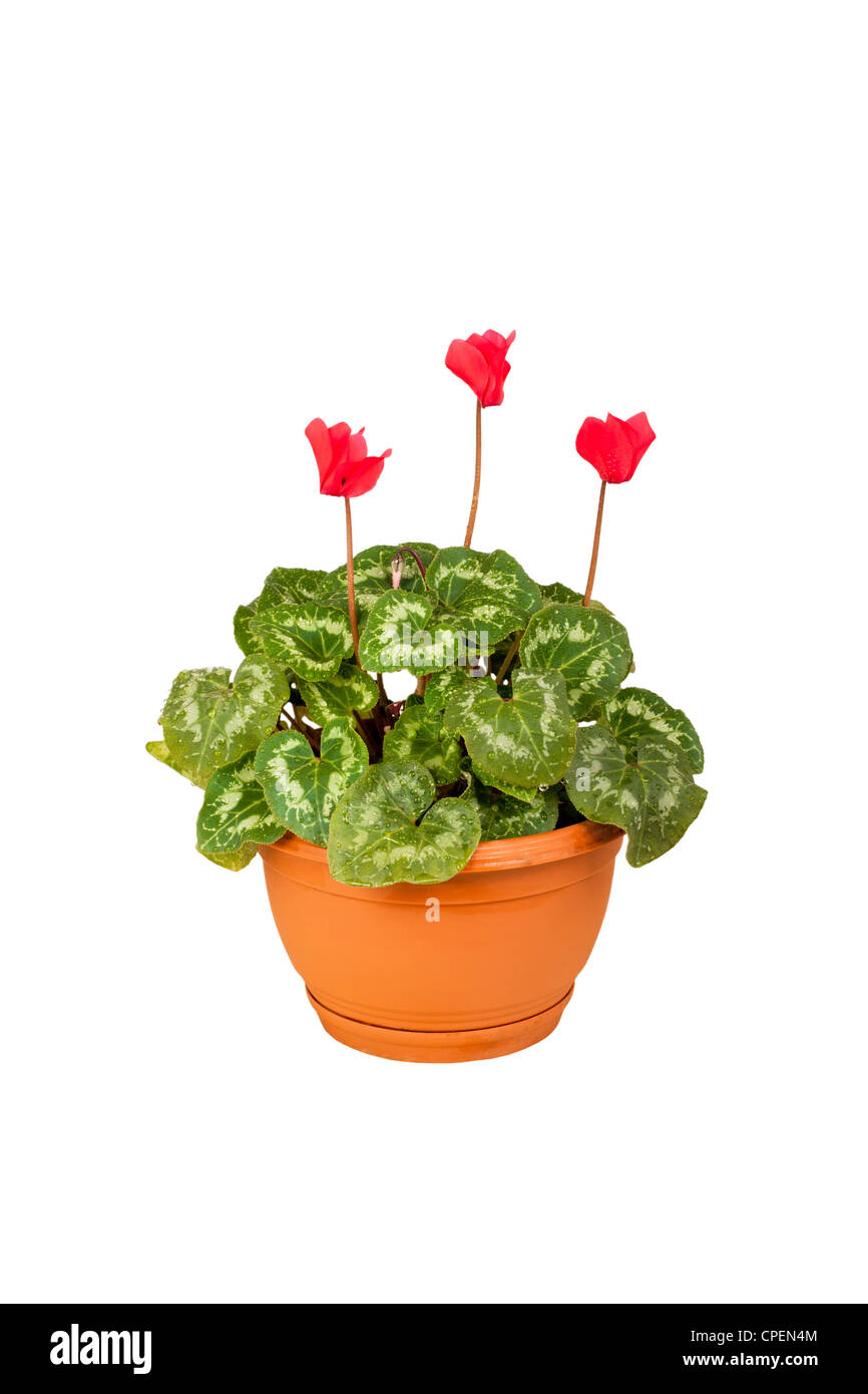 Alpenveilchen-Blumen in braun Töpfen isoliert auf weißem Hintergrund Stockfoto