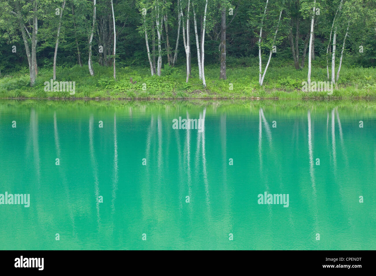 Waldbäume im Wasser reflektiert Stockfoto