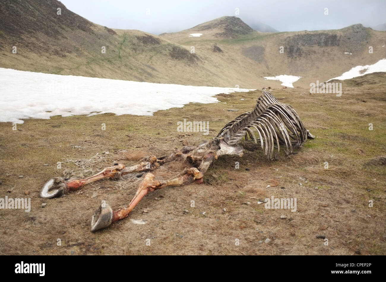 Knochen von einem toten Pferd links in der Nähe des Col de Pause, Ariege, Midi-Pyrenäen, Frankreich. Stockfoto
