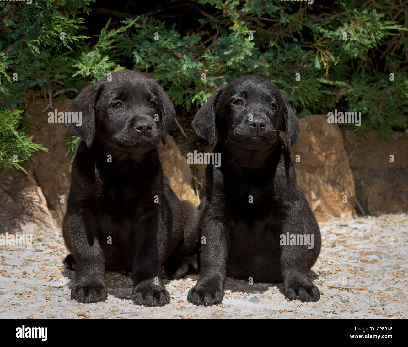 Zwei schwarzen Labrador Welpen sitzen nebeneinander Stockfoto