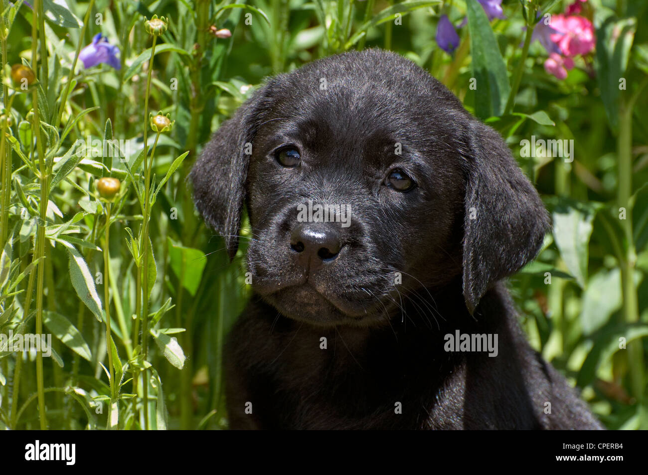 Schwarzer Labrador Welpen-Kopfschuss Stockfoto