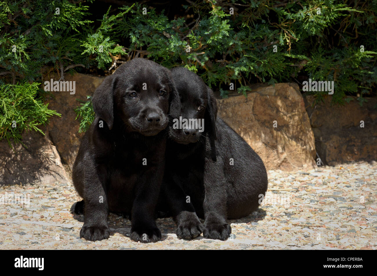 Zwei schwarzen Labrador Welpen sitzen Stockfoto