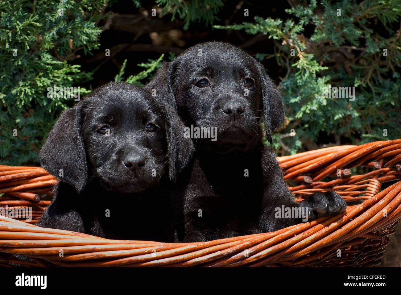 Zwei schwarze Labrador Welpen im Korb Stockfoto