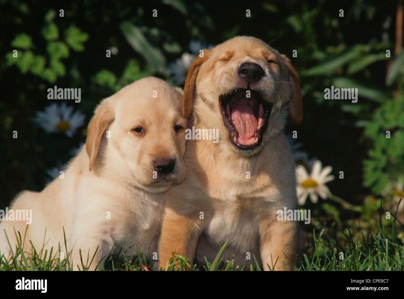 Zwei gelbe Labrador Retriever Welpen-ein Gähnen Stockfoto