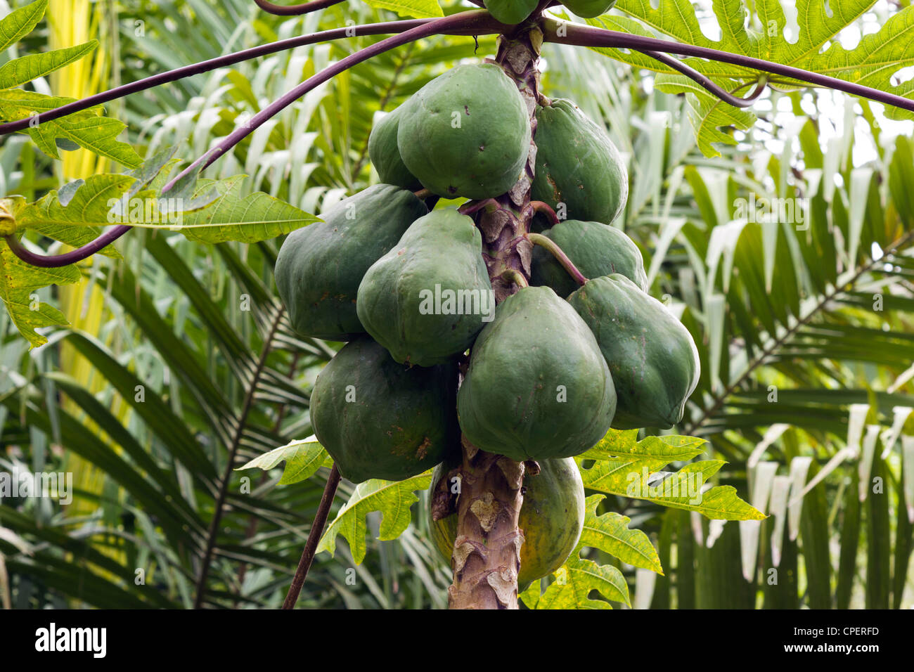 Papaya Fruchtreife auf einem Baum Stockfoto