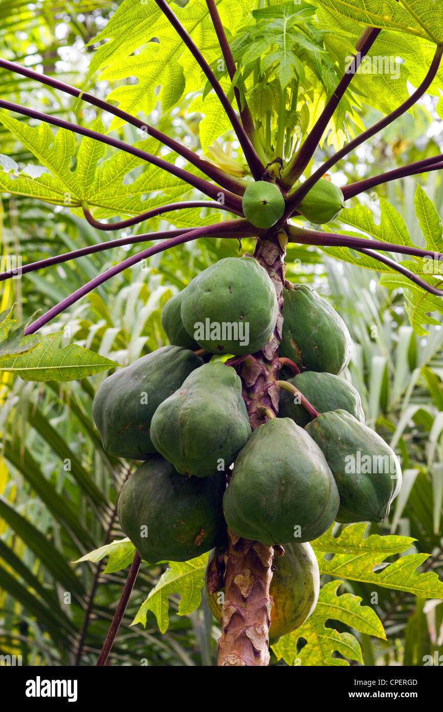Papaya Fruchtreife auf einem Baum Stockfoto