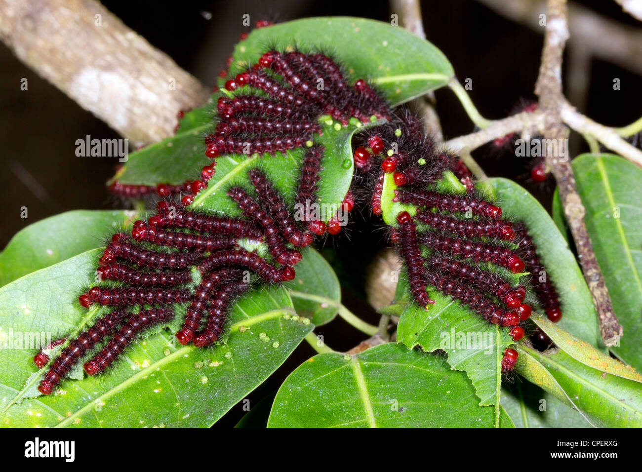 Raupen auf einem Busch im Regenwald an der pazifischen Küste von Ecuador Stockfoto