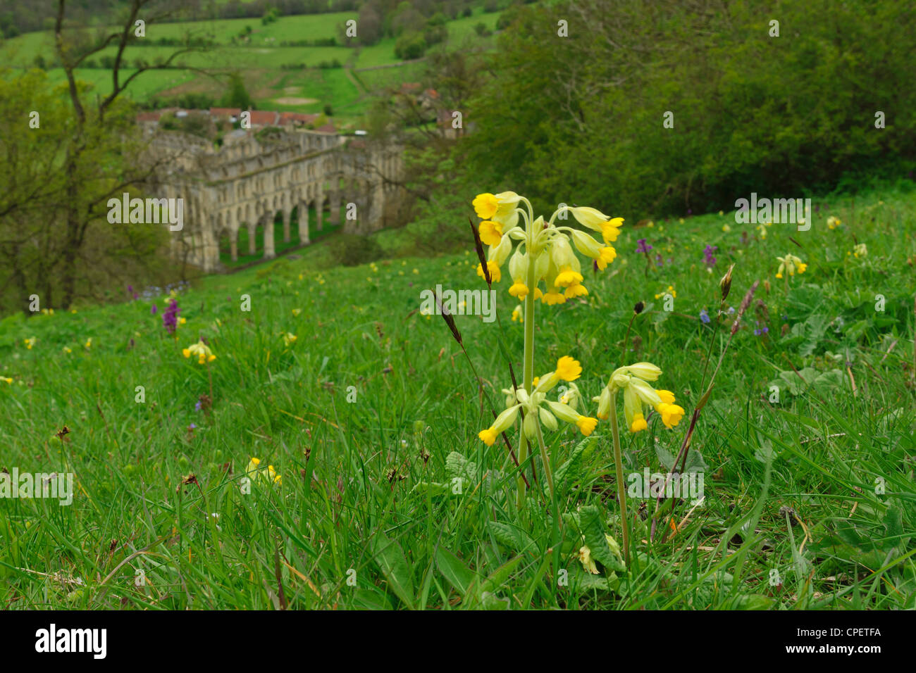 Rievaulx Abtei berühmt für seine Umgebung. Wildblumen-Bank mit Schlüsselblumen und Orchideen. Stockfoto