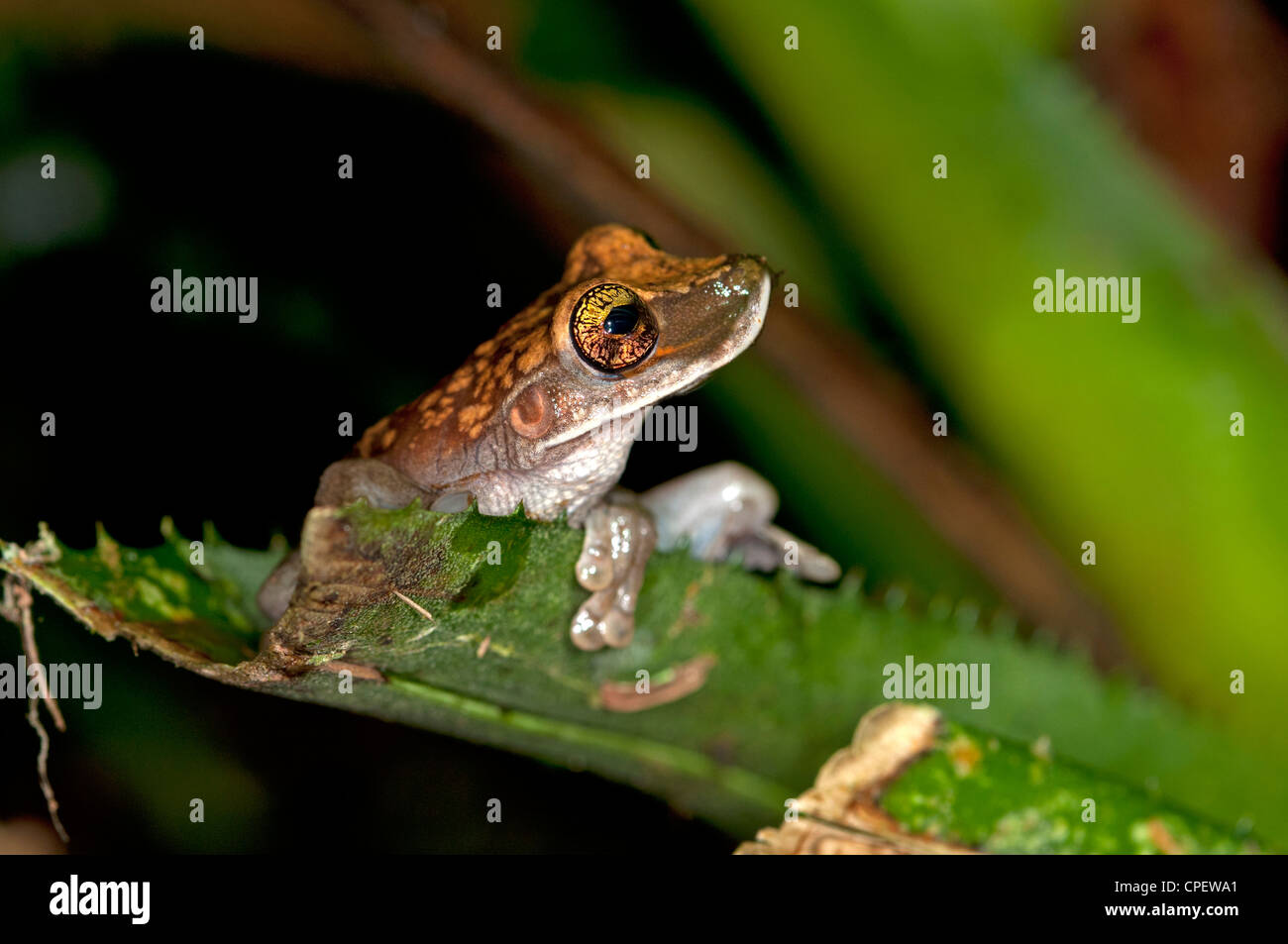 Osteocephalus sp., eine knöcherne - vorangegangen Treefrog, tiputini Regenwald, Yasuni Nationalpark, Ecuador Stockfoto