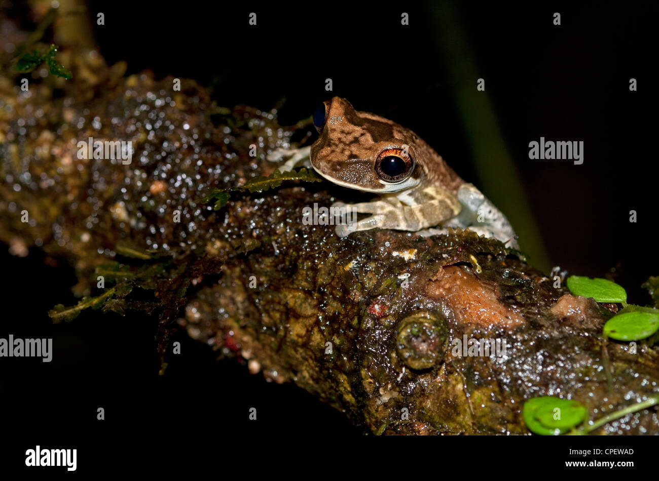 Osteocephalus sp., eine knöcherne - vorangegangen Treefrog, tiputini Regenwald, Yasuni Nationalpark, Ecuador Stockfoto