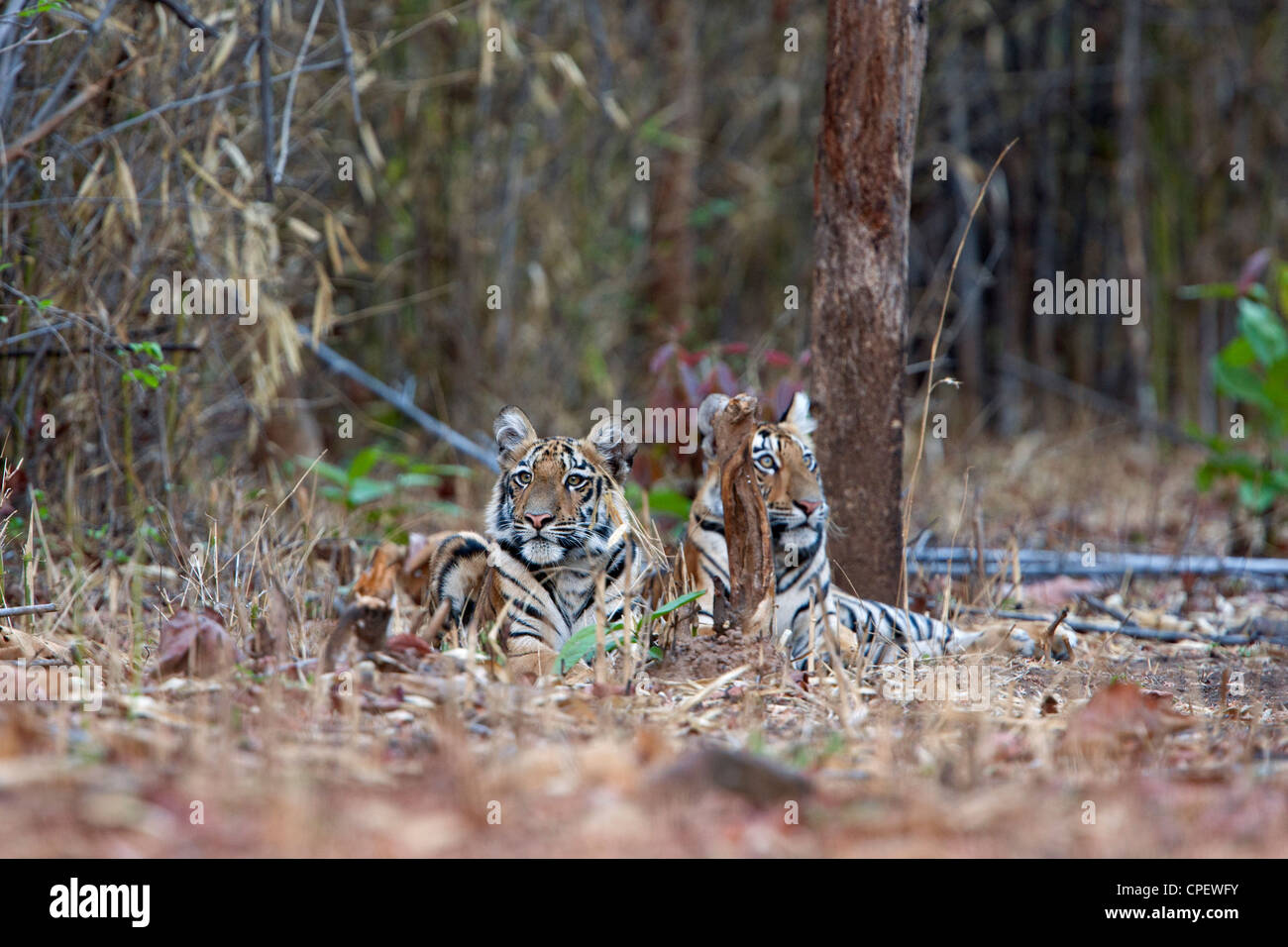 Telia Tigerin jungen an der Tadoba Forest, Indien. (Panthera Tigris) Stockfoto