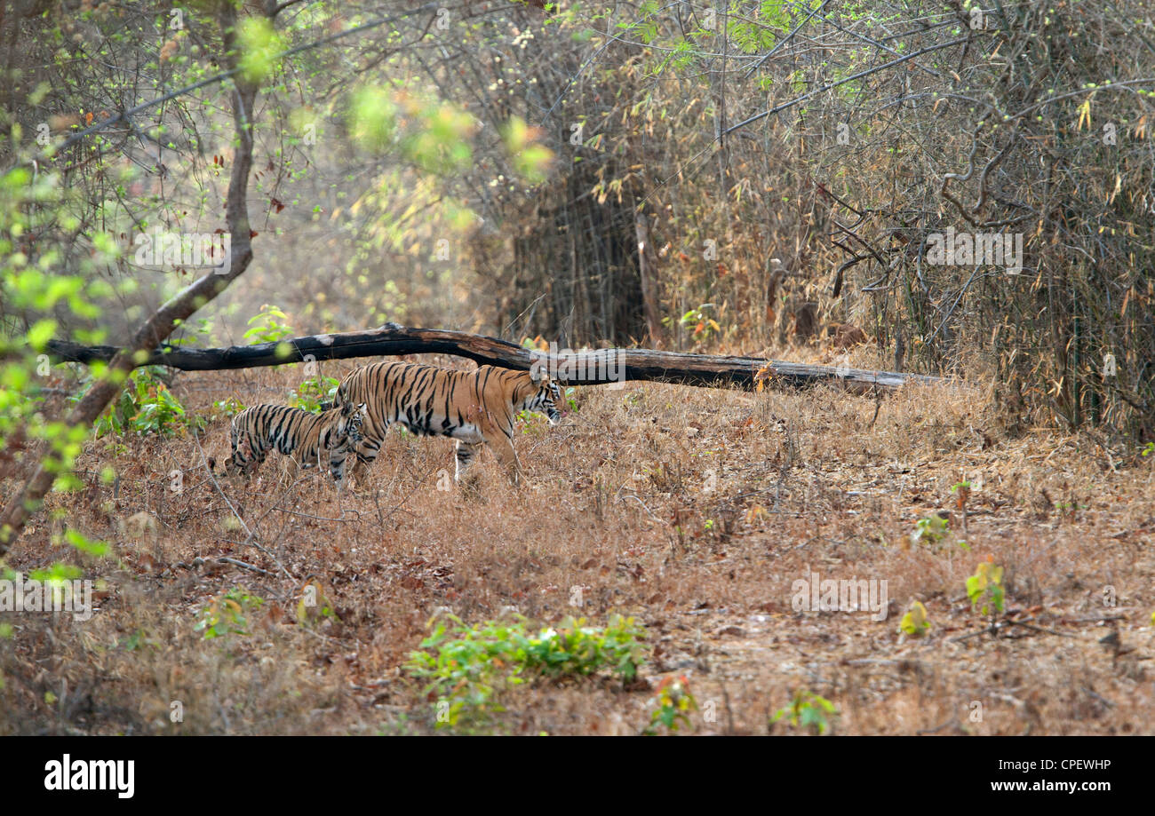 Telia Tigerin zu Fuß mit ihr junges in Tadoba, Indien (Panthera Tigris) Stockfoto
