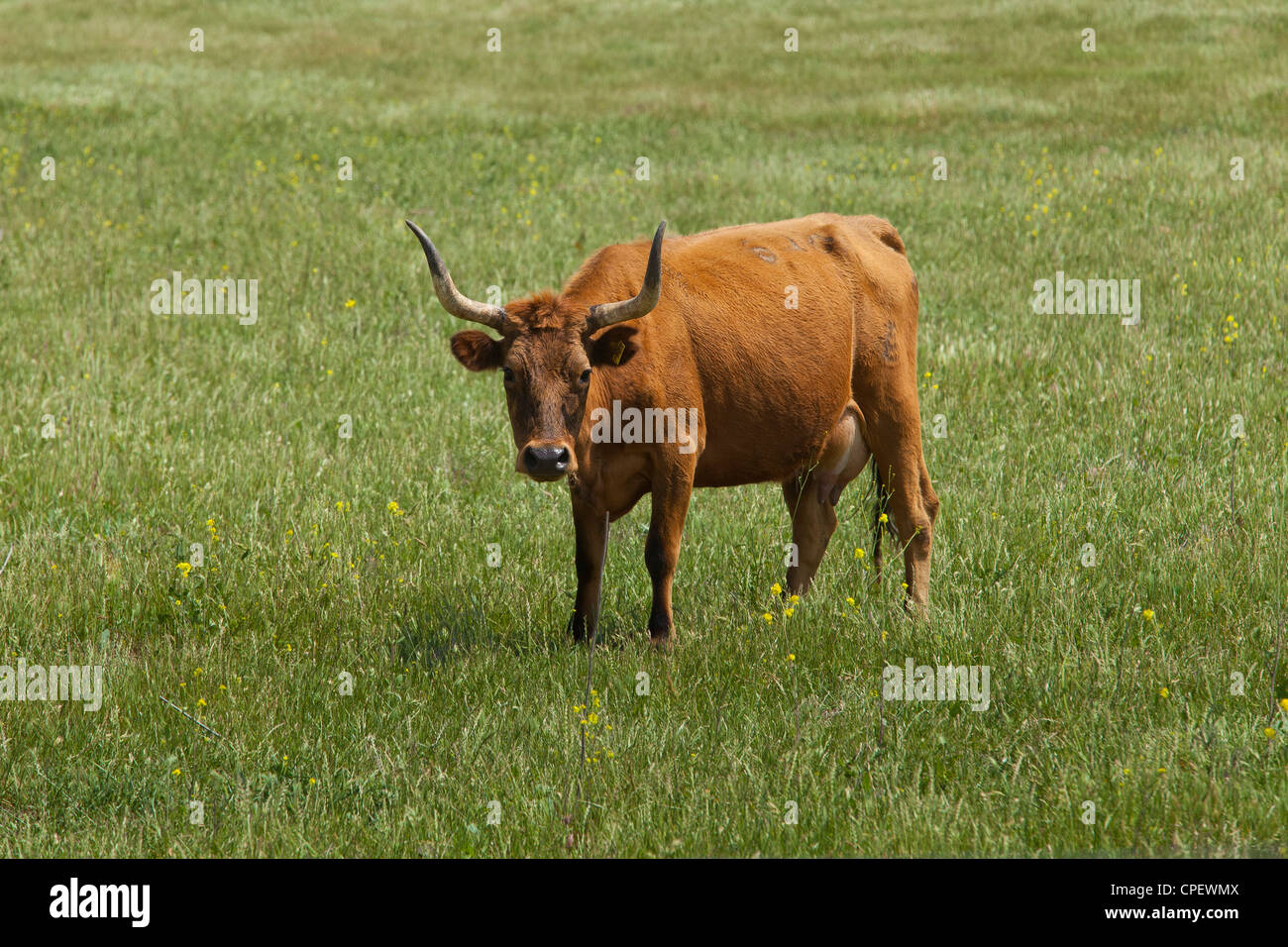 Eine Kuh Stier mit Hörnern mitten auf einer Wiese Stockfoto
