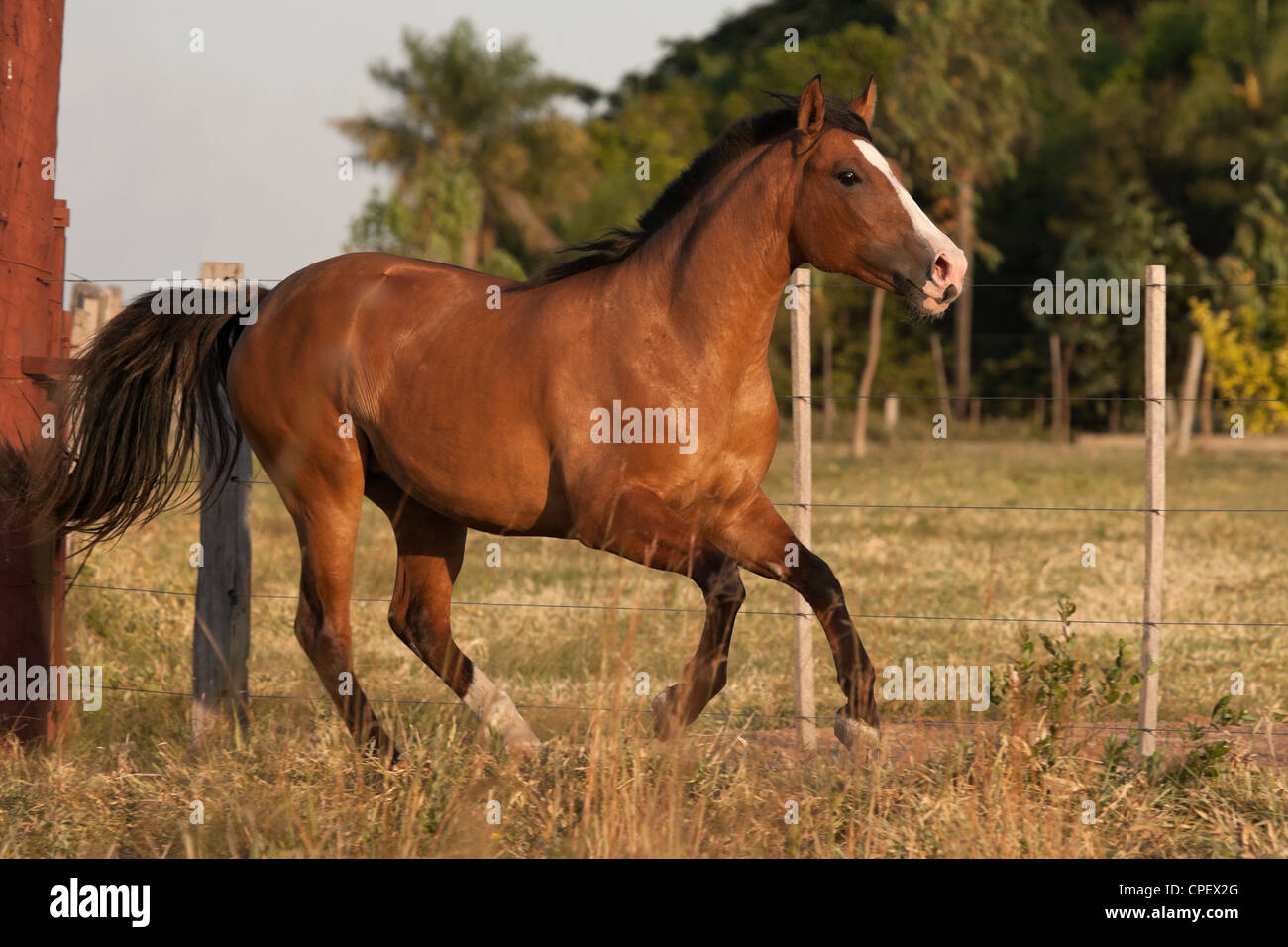 Criollo Pferde Wilder wilder Cowboy Südamerika Stockfoto