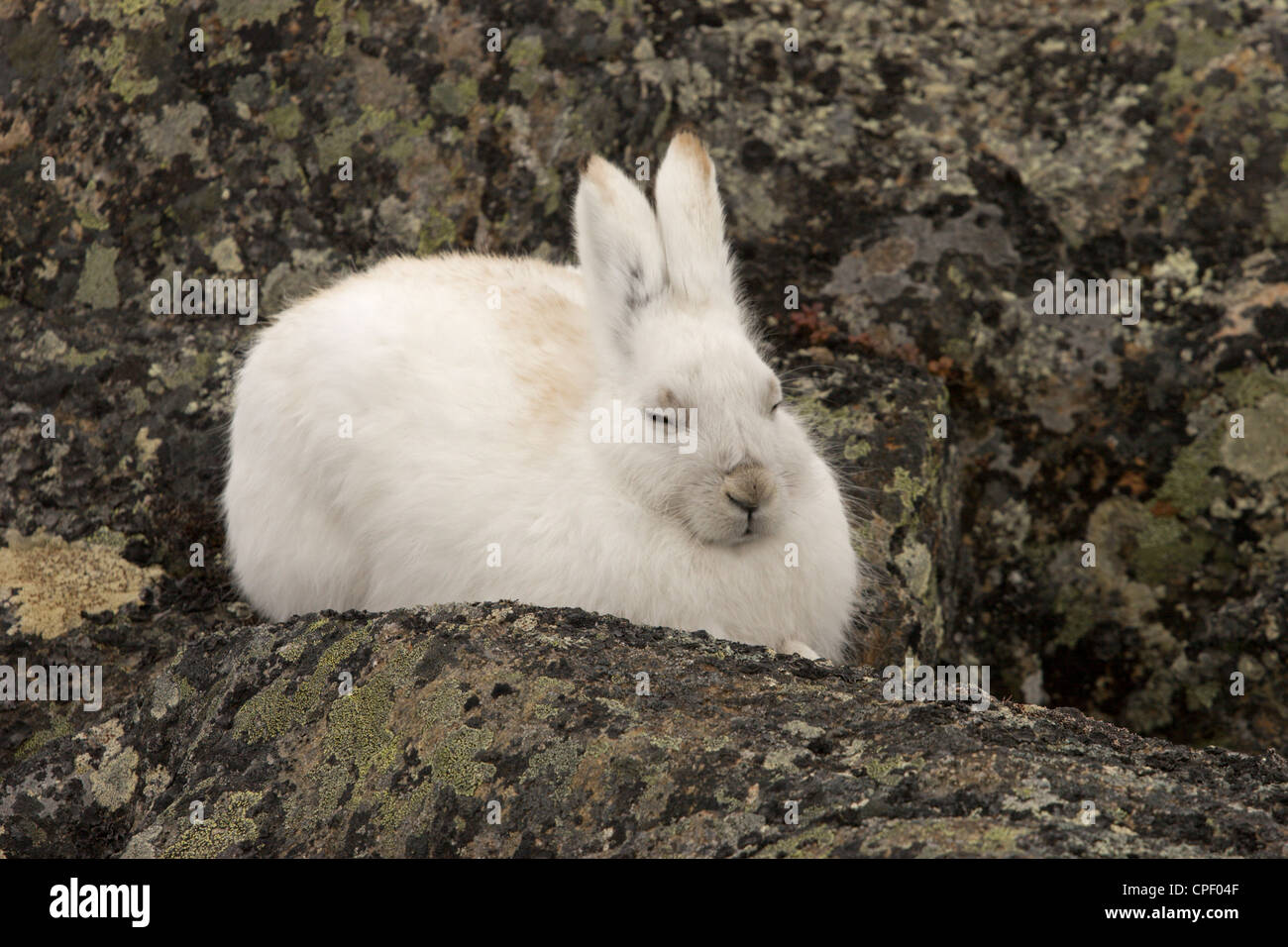 Schneehase Hase weiß kanadischen Norden Stockfoto