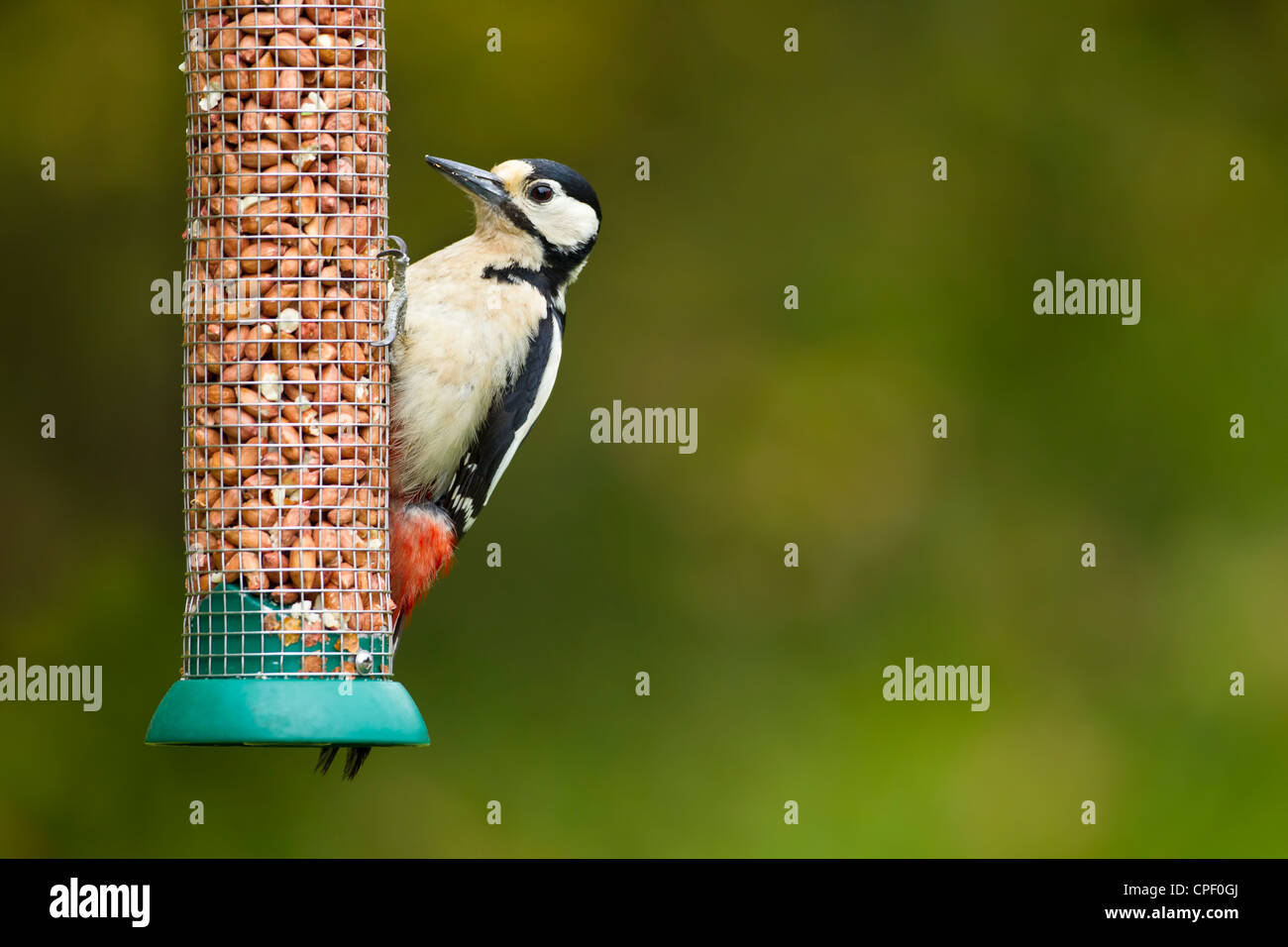 Ein buntspecht (Dendrocopos major) auf eine Erdnuss Zuführung mit Grünflächen auf der rechten Seite des Fotos. Stockfoto