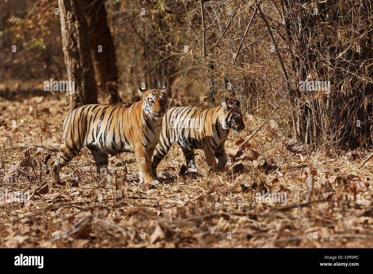 Pandharponi Tigerin und ihr junges im Wald von Tadoba, Indien. (Panthera Tigris) Stockfoto