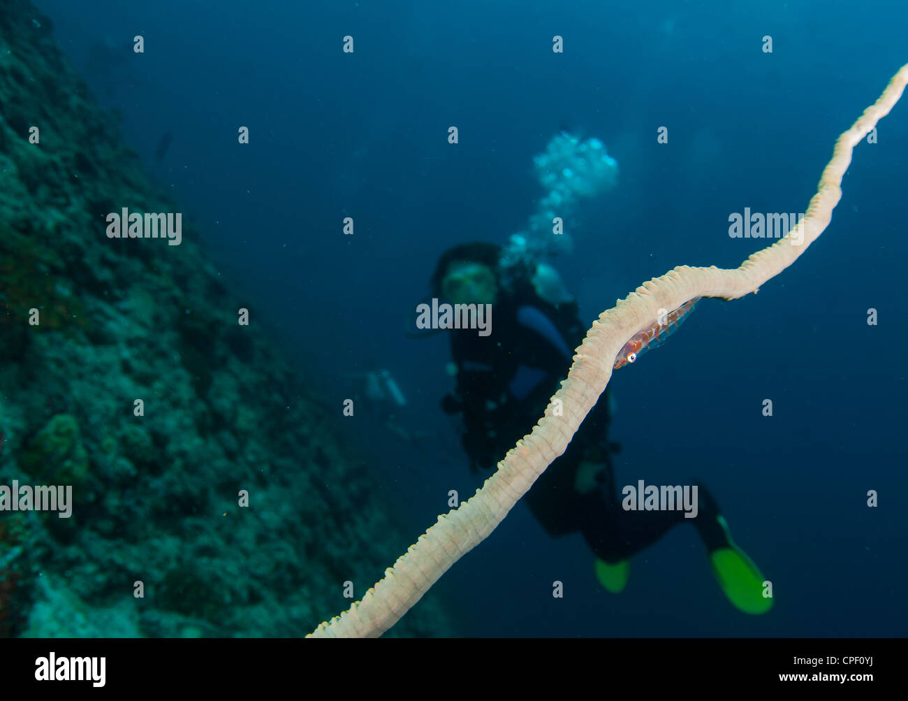 Taucher untersucht Peitsche Korallen Grundel auf den Malediven Stockfoto