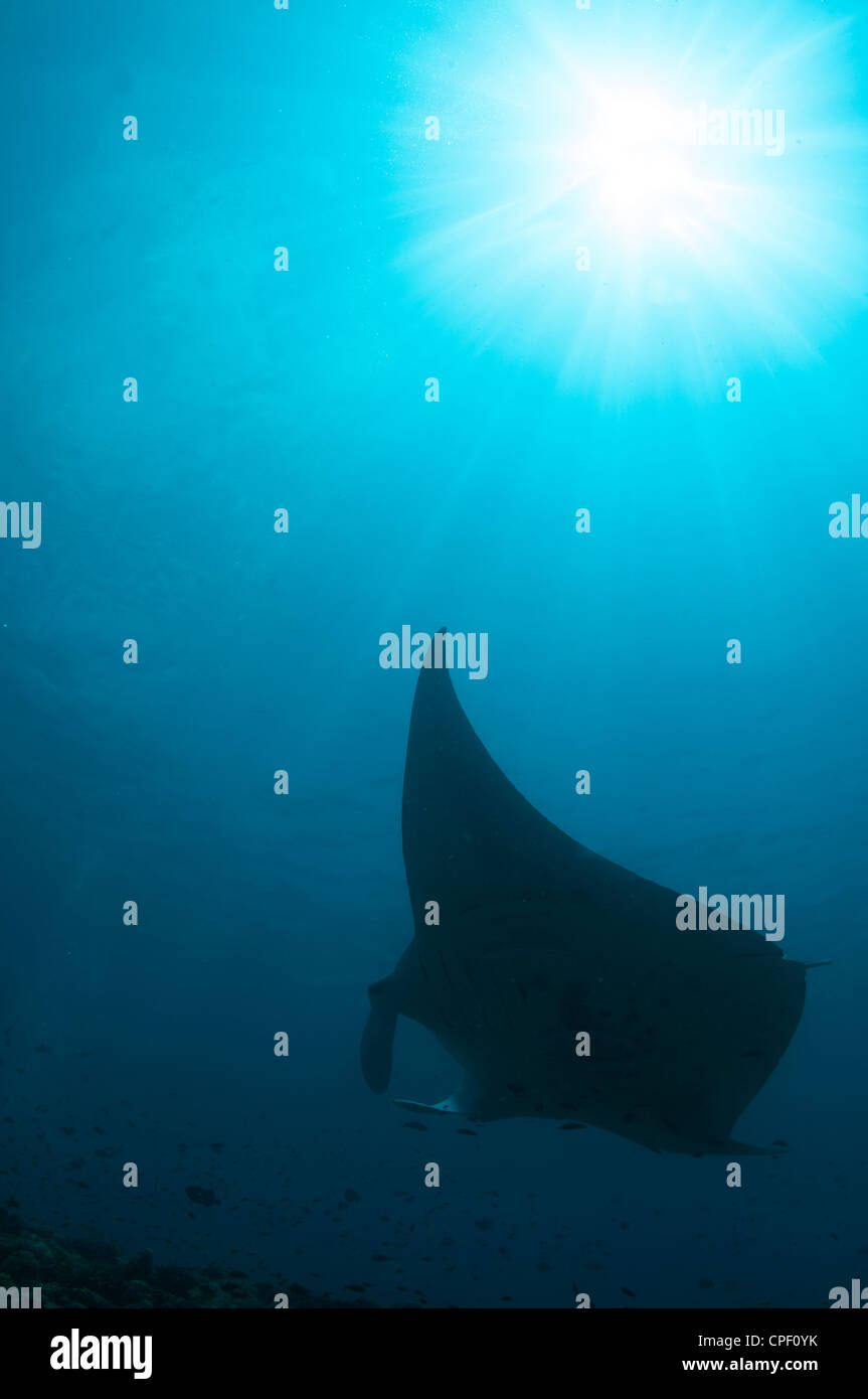 Manta Ray gleitet unter Wasser auf den Malediven Stockfoto