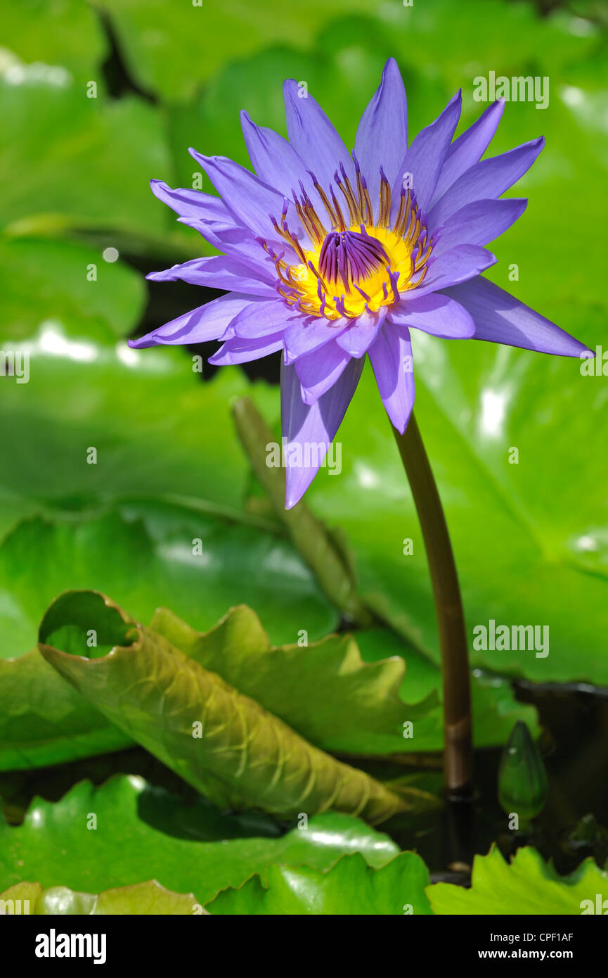 Tropische Seerosen Nymphaea Regisseur G.T Moore im Botanischen Garten von Belgien bei Meise Stockfoto