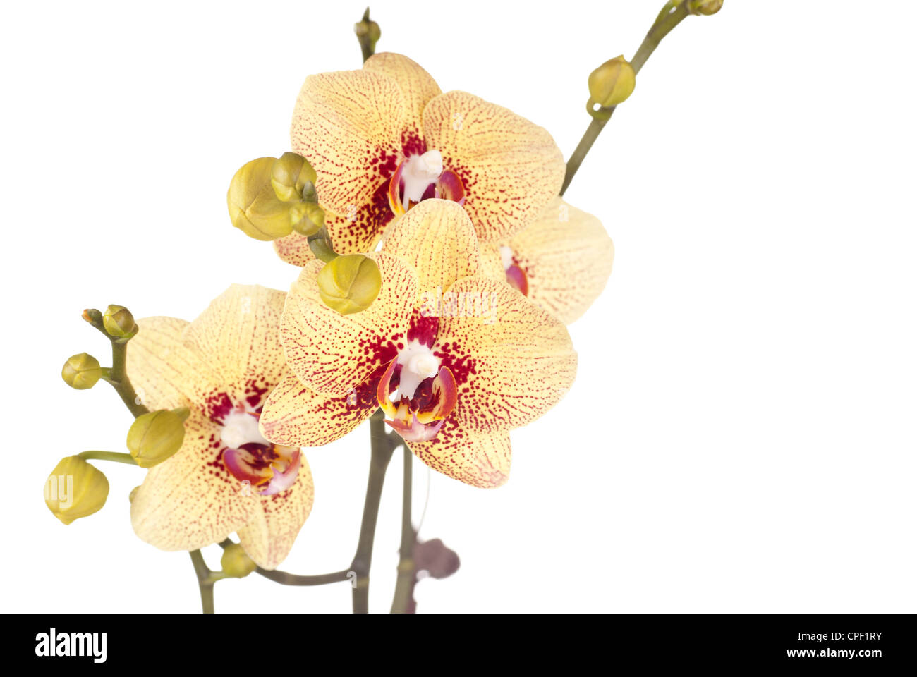 Royale gelb Phalaenopsis-Orchideen Stockfoto