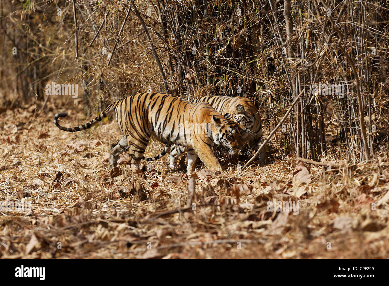 Pandharponi Tigerin kuschelte ihr junges im Wald von Tadoba, Indien. (Panthera Tigris) Stockfoto