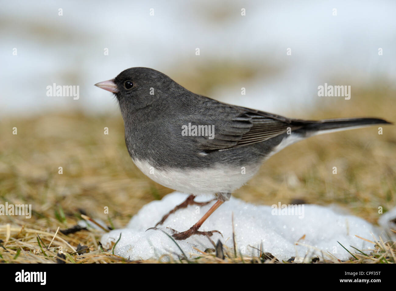 Dunkel-gemustertes Junco (Junco Hyemalis) Futtersuche am Boden im zeitigen Frühjahr, Greater Sudbury, Ontario, Kanada Stockfoto